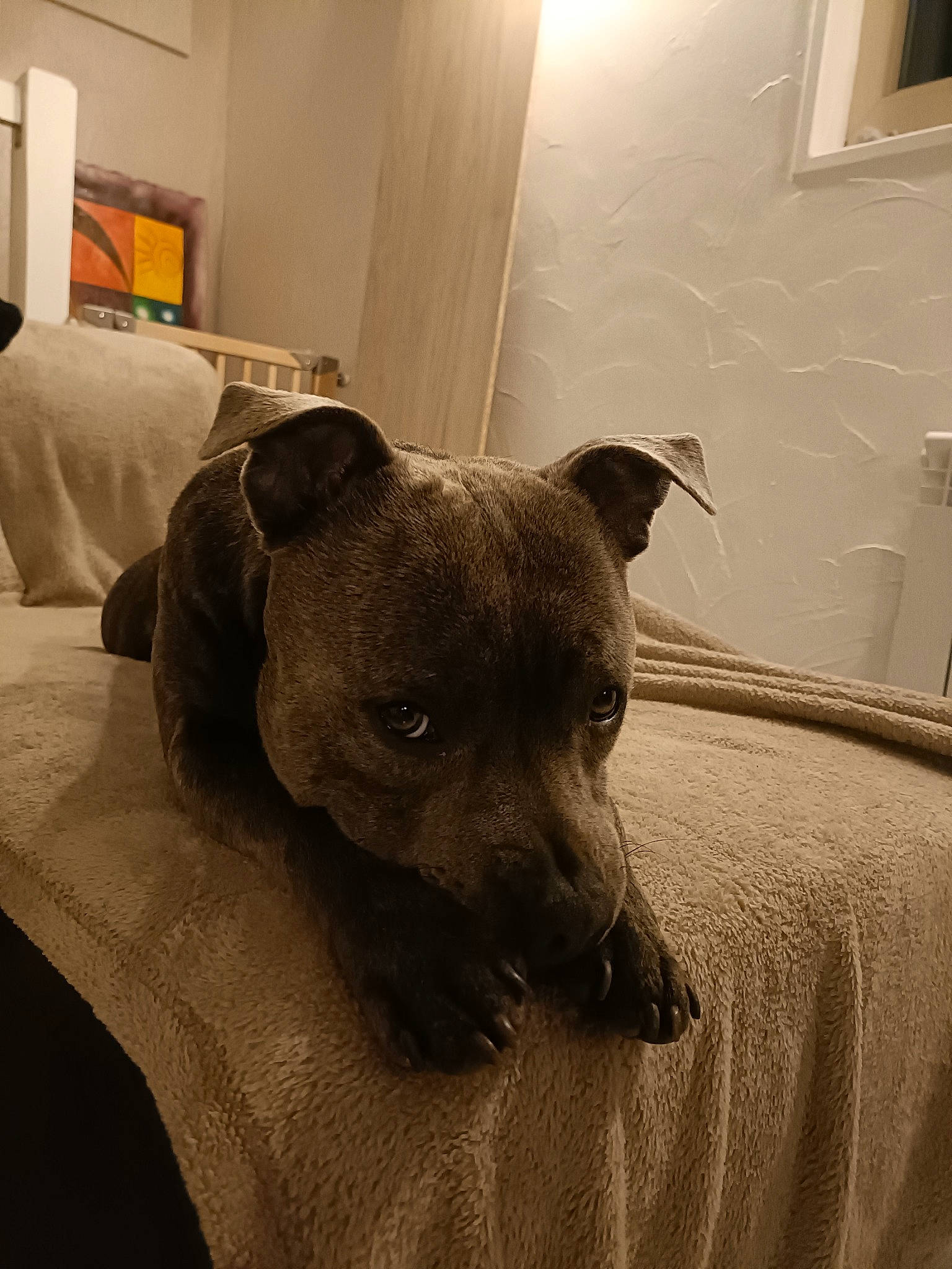 Tyron participe au concours pour gagner de l'argent avec cette photo : canidae, carnivore, comfort, companion_dog, dog, dog_breed, fawn, floor, flooring, grey, hardwood, picture_frame, room, snout, sporting_group, tail, terrestrial_animal, whiskers, wood, working_animal