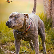 Tyron a rejoint le concours — aidez-le/la à gagner de superbes lots ! dog, brindle, collar, butterfly, grass, outdoor, nature, animal, pet, tree, curious, mammal, wildlife, summer, closeup, walking, brown, playful, field, sunlight