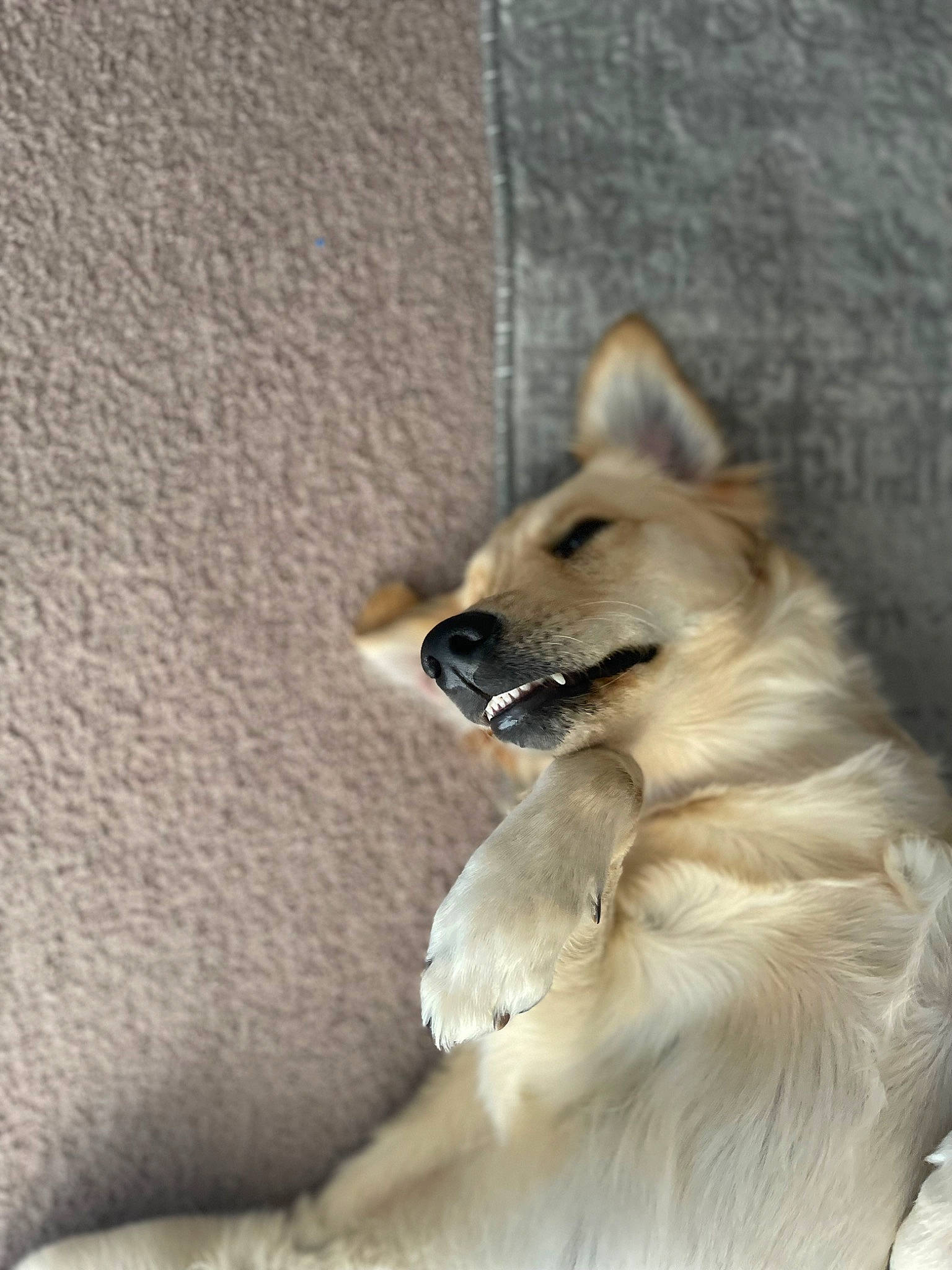 Lillie joined the competition — help win amazing prizes! ancient_dog_breeds, canidae, carnivore, companion_dog, dog, dog_breed, dog_supply, fawn, fur, german_spitz_klein, german_spitz_mittel, paw, pomeranian, snout, spitz, sporting_group, tail, whiskers, working_animal, working_dog