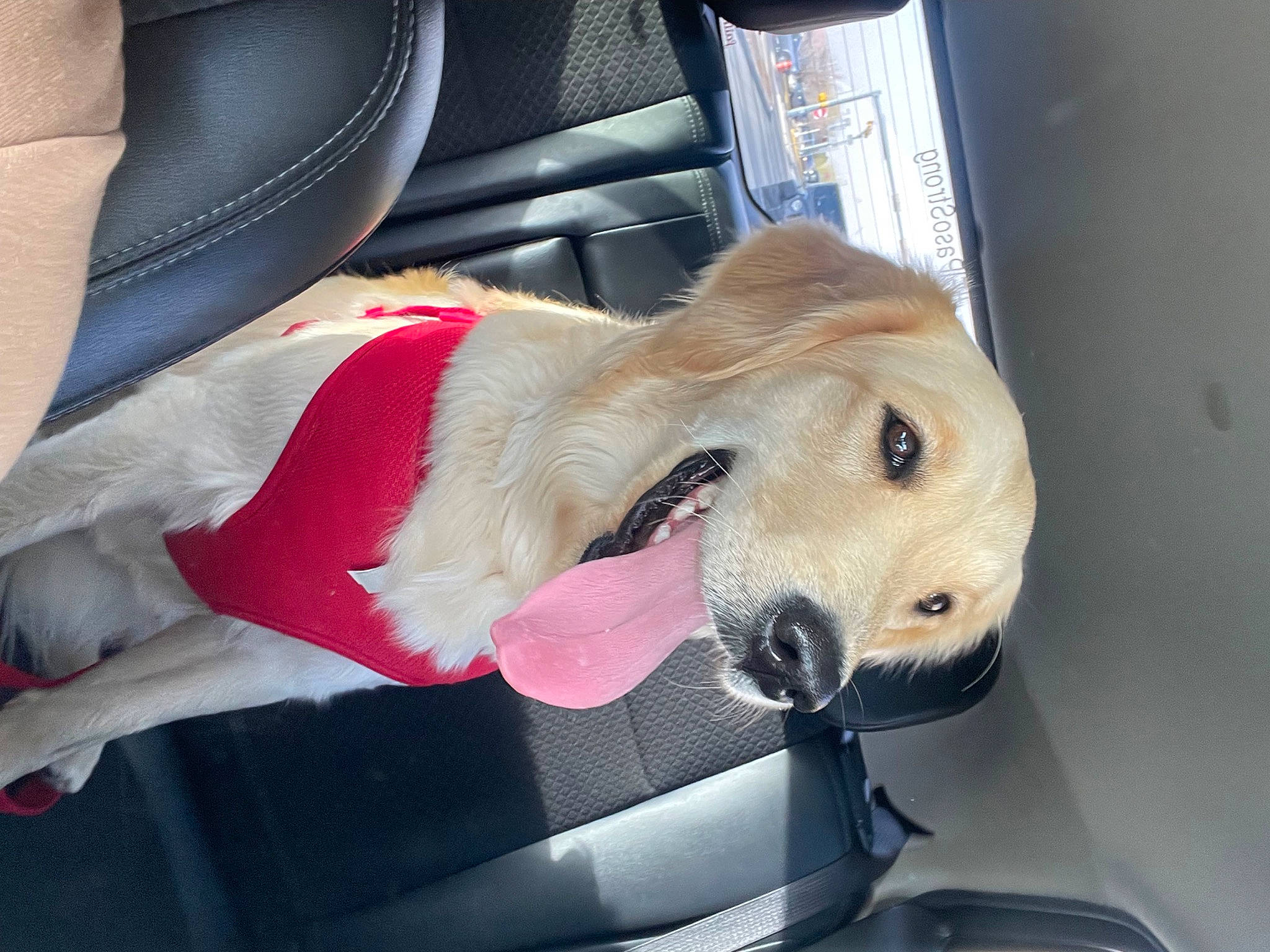 Lillie joined the competition — help win amazing prizes! auto_part, automotive_exterior, car, car_seat, car_seat_cover, carnivore, collar, companion_dog, dog, dog_breed, dog_collar, dog_supply, family_car, fawn, fur, leash, seat_belt, stuffed_toy, vehicle_door, working_animal