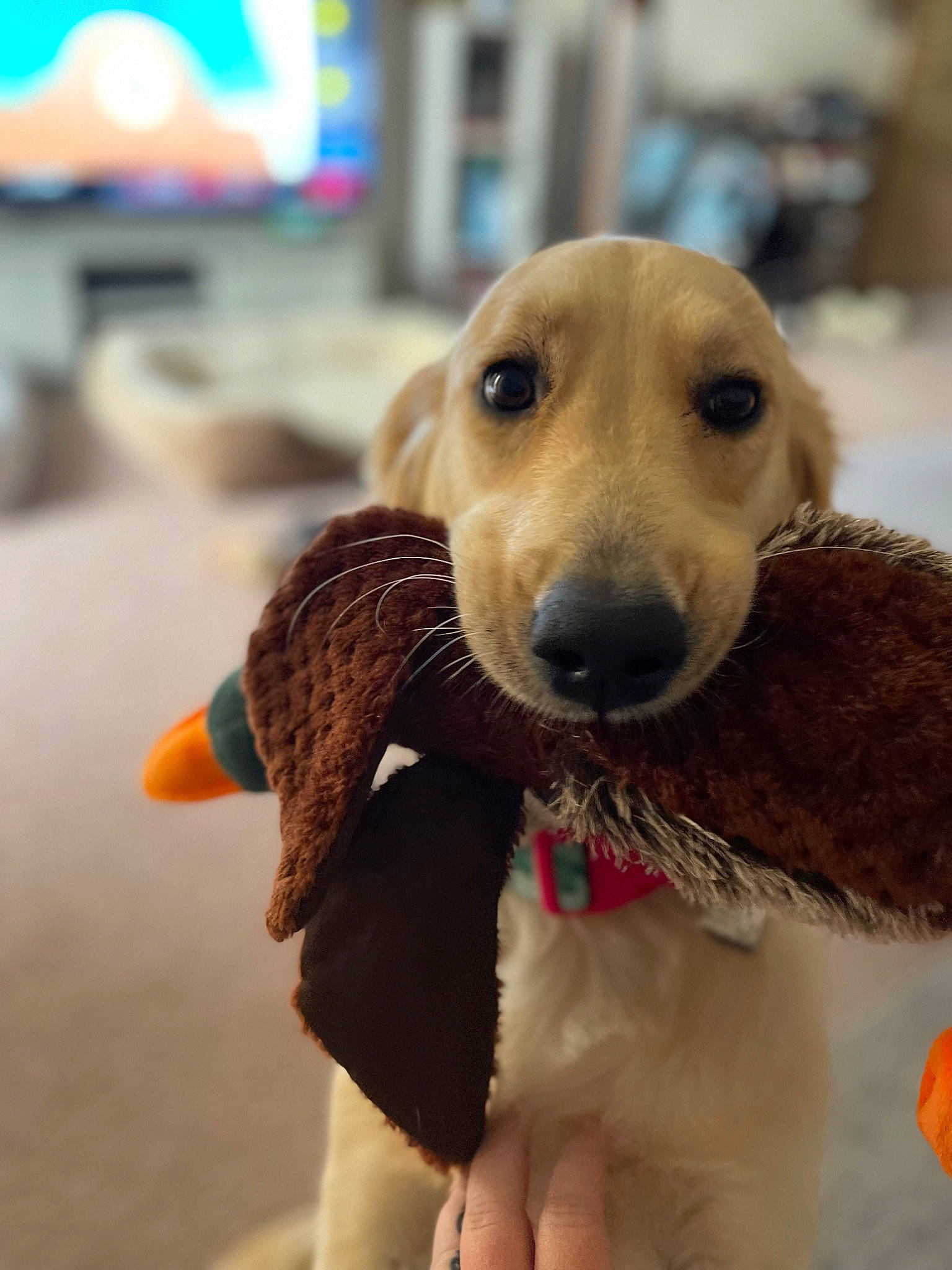 Lillie joined the competition — help win amazing prizes! cable_television, canidae, carnivore, collar, companion_dog, dog, dog_breed, dog_supply, ear, fawn, fur, happy, pet_supply, smile, snout, sporting_group, television, toy, whiskers, working_animal