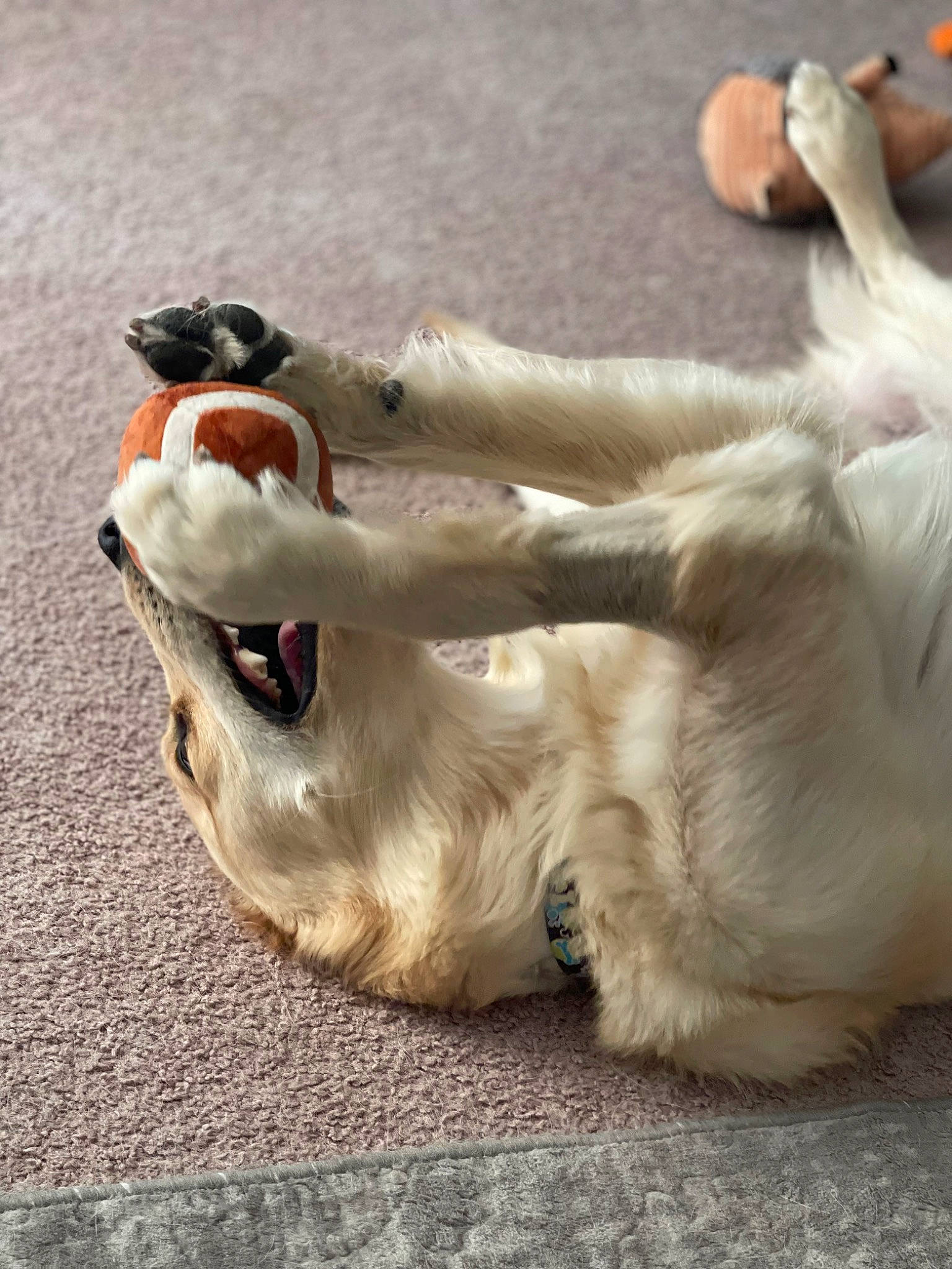 Lillie joined the competition — help win amazing prizes! canidae, carnivore, claw, collar, companion_dog, dog, dog_breed, fawn, felidae, foot, fur, gesture, human_leg, paw, retriever, small_to_medium_sized_cats, sporting_group, tail, whiskers, yawn