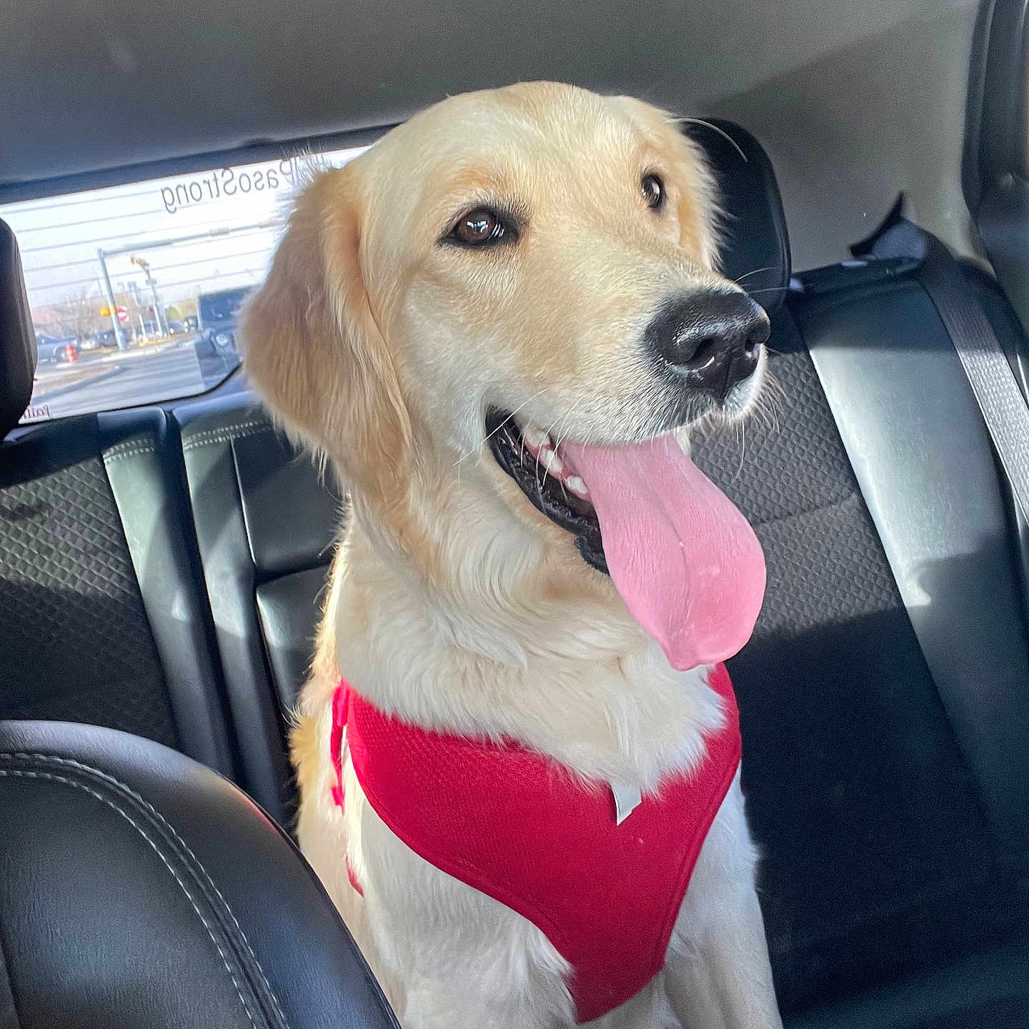 Lillie joined the competition — help win amazing prizes! accessories, animal, belt, bodypart, canine, car, car_interior, carseat, cushion, dog, goldenretriever, headrest, homedecor, hound, labradorretriever, leash, pet, puppy, transportation, vehicle