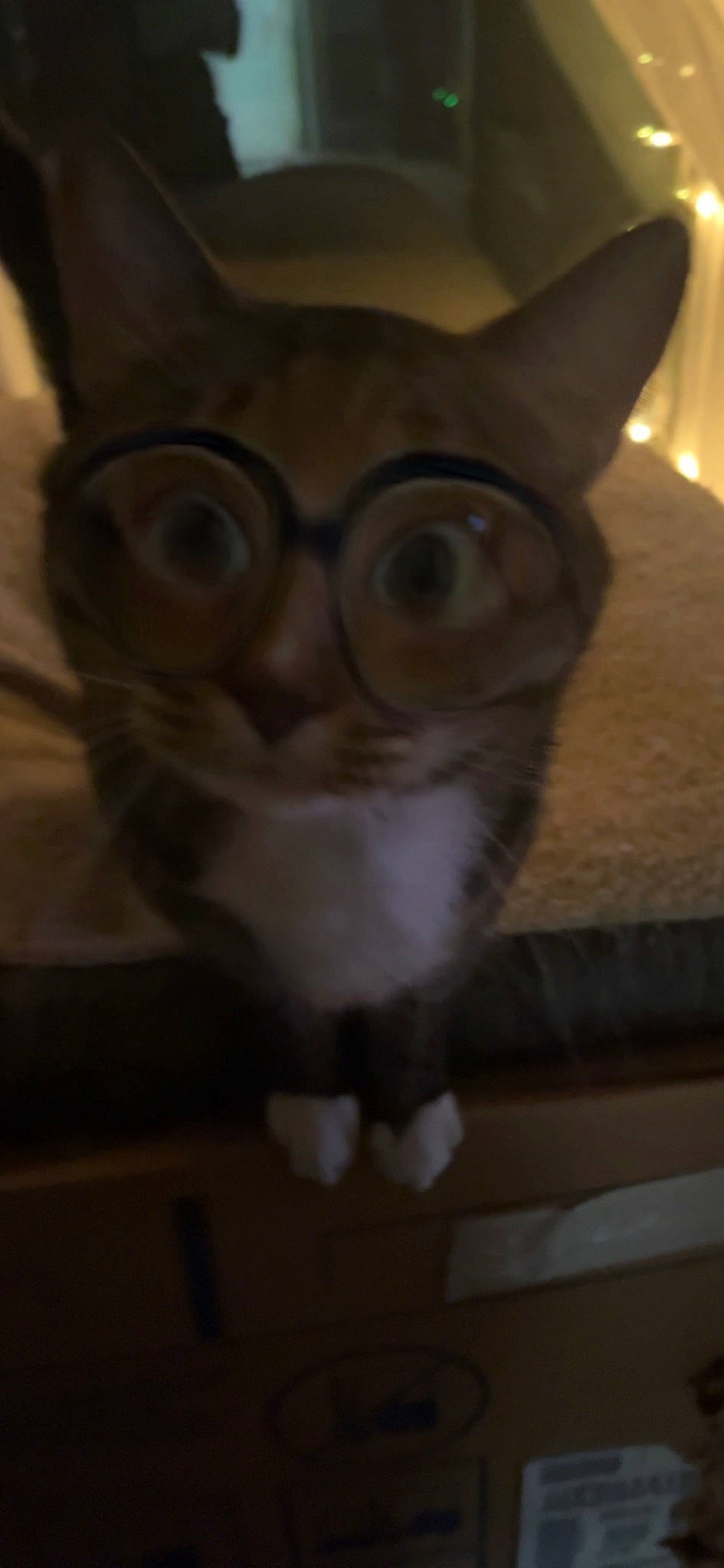 Cosmo joined the competition — help win amazing prizes! carnivore, cat, domestic_short_haired_cat, eye, fawn, felidae, fur, head, moustache, small_to_medium_sized_cats, snout, tail, terrestrial_animal, whiskers, wood