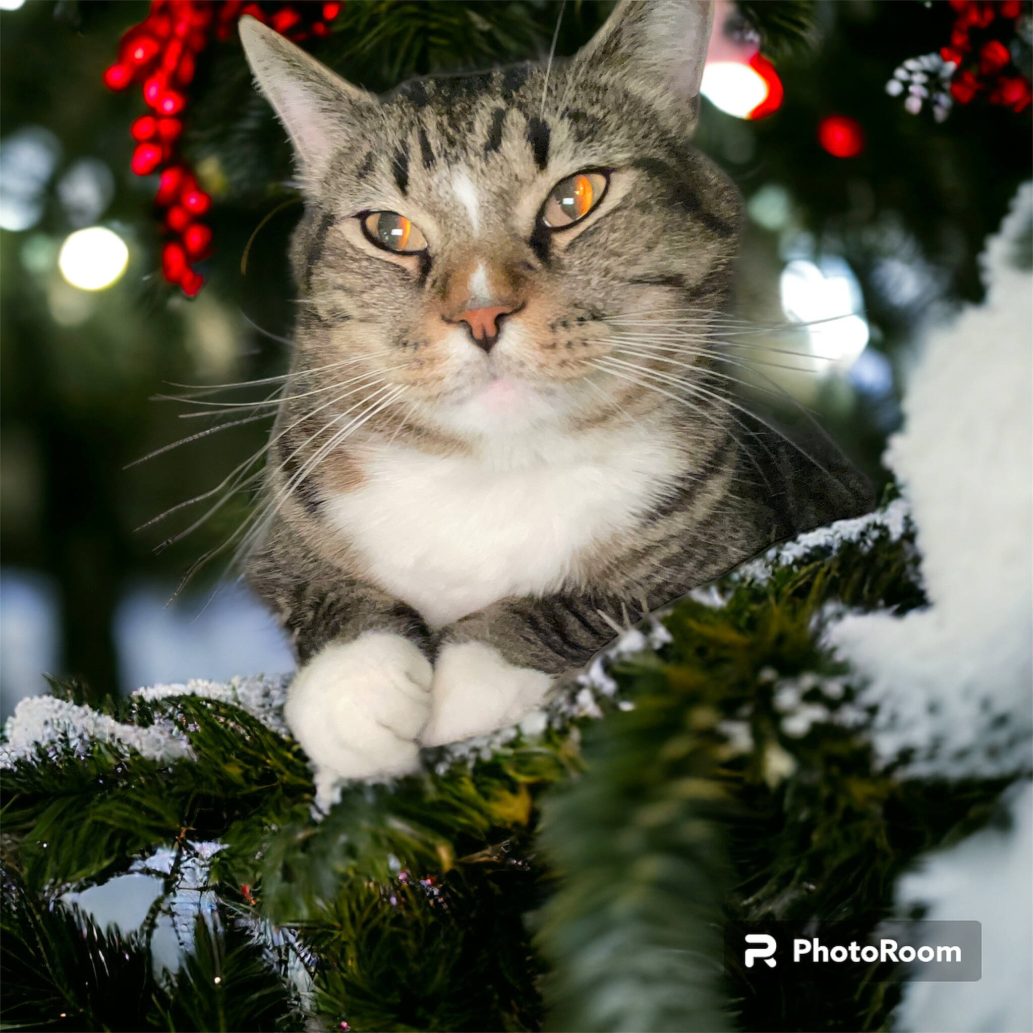 Cosmo is registered to the contest to win money with this photo: branch, carnivore, cat, christmas_decoration, christmas_ornament, christmas_tree, event, evergreen, felidae, fur, grass, holiday, holiday_ornament, larch, ornament, shortstraw_pine, small_to_medium_sized_cats, snout, twig, whiskers