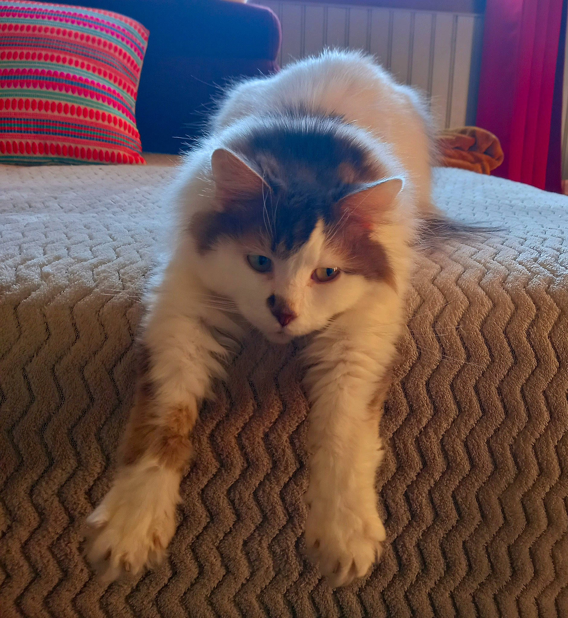Georges a rejoint le concours — aidez-le/la à gagner de superbes lots ! carnivore, cat, claw, comfort, companion_dog, curtain, domestic_short_haired_cat, fawn, felidae, floor, flooring, fur, hardwood, paw, room, small_to_medium_sized_cats, snout, tail, whiskers, wood