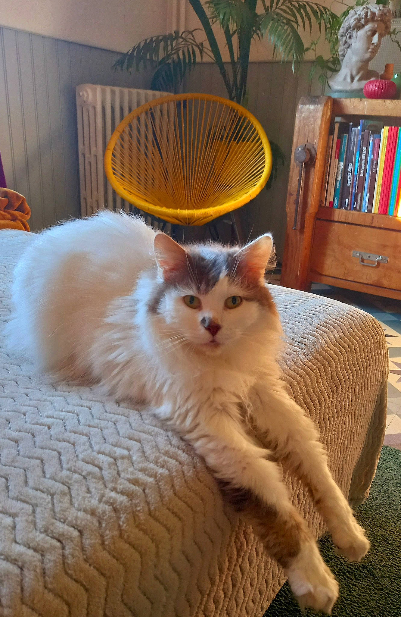 Georges participe au concours pour gagner de l'argent avec cette photo : bookcase, cabinetry, carnivore, cat, chair, comfort, companion_dog, domestic_short_haired_cat, eye, fawn, felidae, flooring, fur, plant, shelf, small_to_medium_sized_cats, snout, tail, whiskers, wood