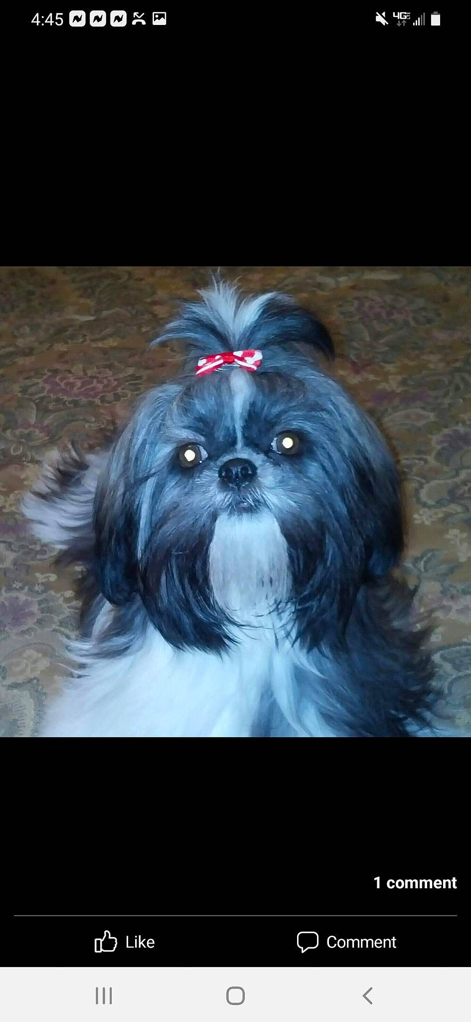 Bella joined the competition — help win amazing prizes! canidae, carnivore, companion_dog, dog, dog_breed, dog_supply, electric_blue, eye, fur, liver, non_sporting_group, shih_tzu, small_terrier, snout, sporting_group, terrestrial_animal, toy_dog, working_animal