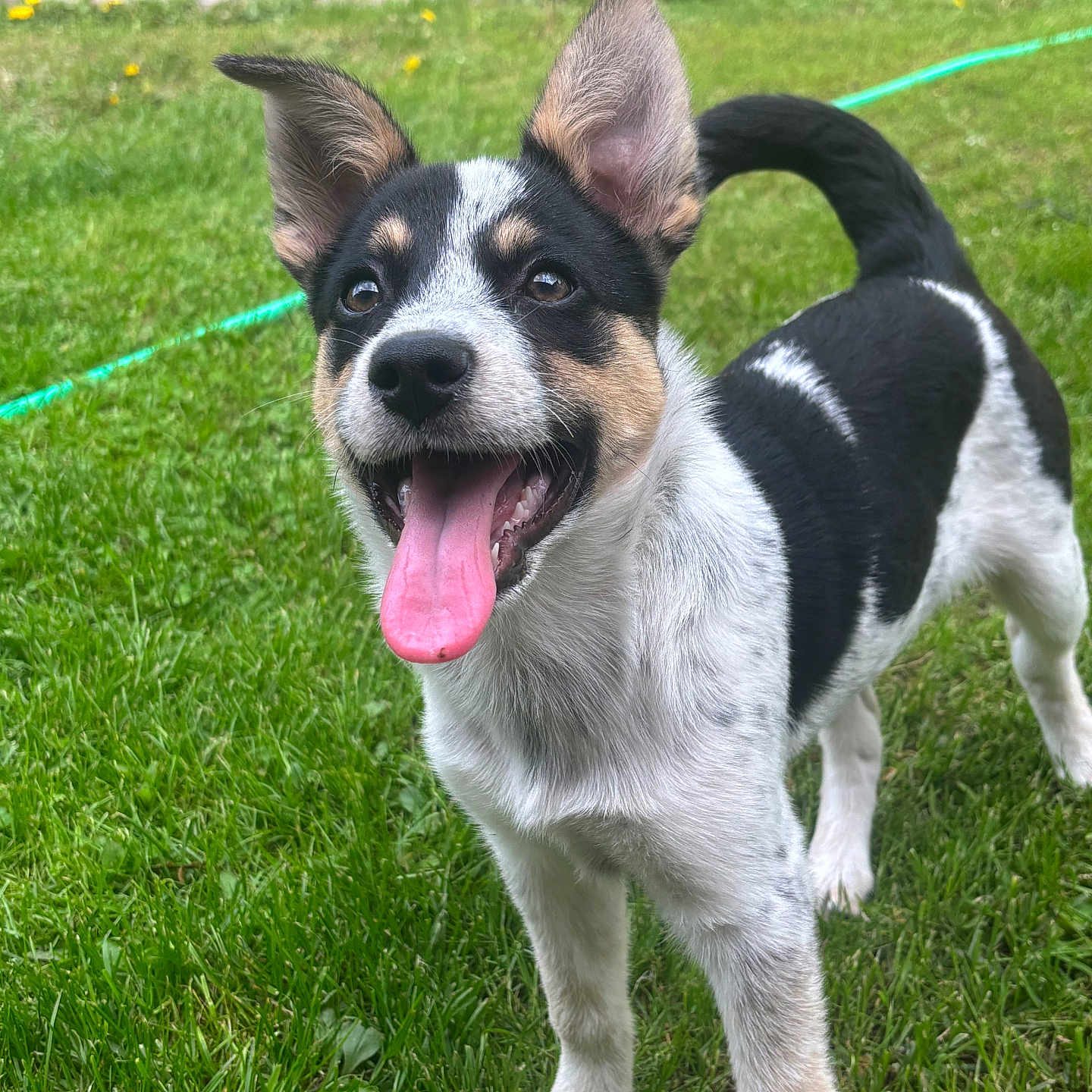 Poppy is registered to the contest to win money with this photo: animal, black_and_white, canine, close_up, dog, ears_up, friendly, grass, happy, mammal, nature, outdoor, pet, playful, puppy, smiling, standing, summer, tongue_out, young_dog