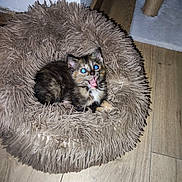 Ody participe au concours pour gagner de l'argent avec cette photo : animal, cat, cozy, cute, domestic, feline, fluffy, fur, home, indoor, kitten, mouth_open, pet_bed, resting, scratching_post, small, surprised, tortoiseshell, wooden_floor, young