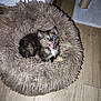 animal, cat, cozy, cute, domestic, feline, fluffy, fur, home, indoor, kitten, mouth_open, pet_bed, resting, scratching_post, small, surprised, tortoiseshell, wooden_floor, young