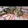 animal, bedspread, calm, cat, closeup, cute, domestic_cat, ears, feline, fur, green_eyes, indoor, lying_down, pattern, pet, relaxed, resting, striped, tabby, whiskers