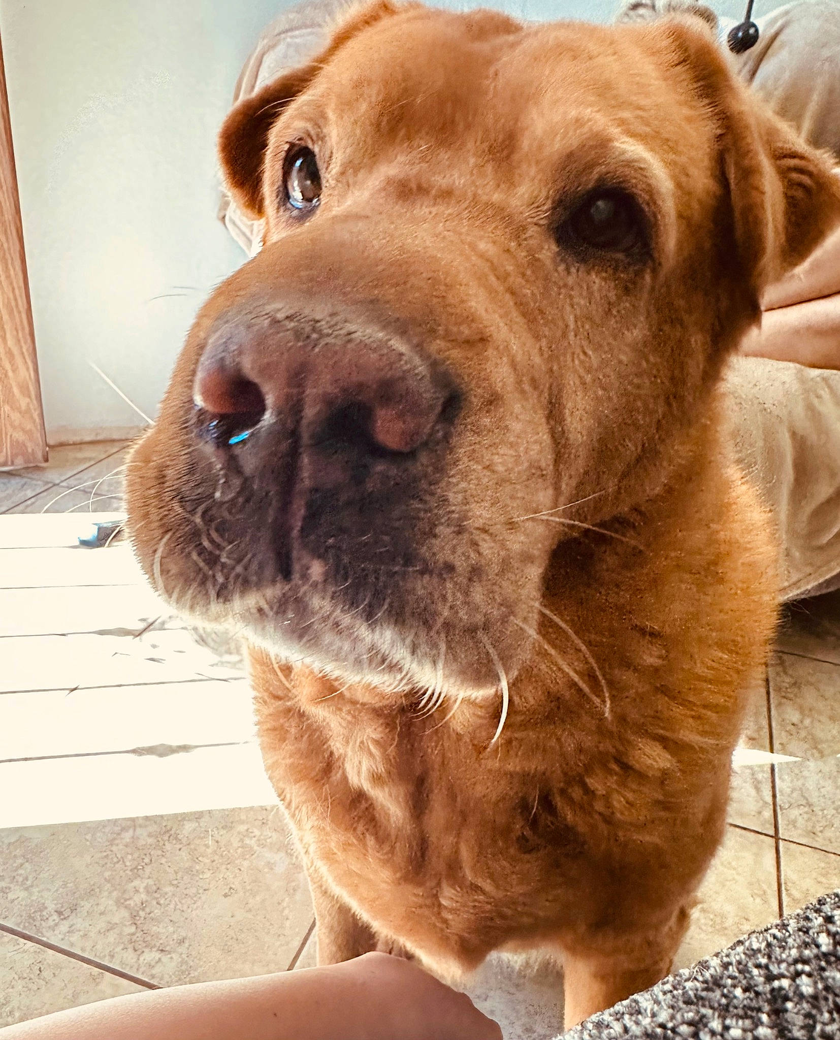 Sakibomb is registered to the contest to win money with this photo: canidae, carnivore, collar, companion_dog, dog, dog_breed, dog_collar, ear, fawn, fur, gun_dog, liver, retriever, selfie, snout, sporting_group, terrestrial_animal, whiskers, working_animal, wrinkle