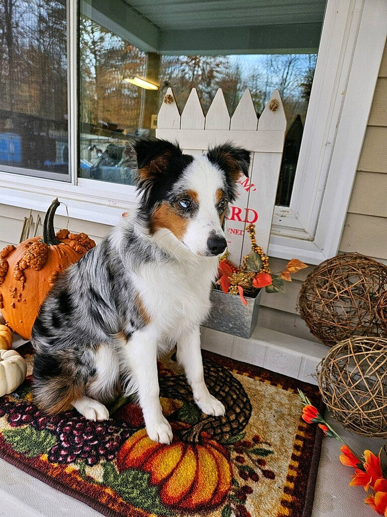 Mina joined the competition — help win amazing prizes! calabaza, canidae, carnivore, chair, companion_dog, dog, dog_breed, dog_supply, flooring, home, houseplant, interior_design, orange, plant, porch, pumpkin, recipe, room, sporting_group, window