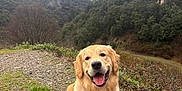 Bambou a rejoint le concours — aidez-le/la à gagner de superbes lots ! dog, golden_retriever, harness, sitting, smiling, outdoor, nature, forest, mountains, mist, cloudy_sky, grass, gravel, tree, hill, landscape, happy, pet, canine, scenery