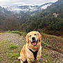 dog, golden_retriever, harness, sitting, smiling, outdoor, nature, forest, mountains, mist, cloudy_sky, grass, gravel, tree, hill, landscape, happy, pet, canine, scenery