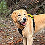 Bambou participe au concours pour gagner de l'argent avec cette photo : dog, golden_retriever, animal, pet, forest, outdoor, nature, harness, canine, fur, mammal, tree, woodland, leaves, ground, tongue, happy, walking, daylight, scenery