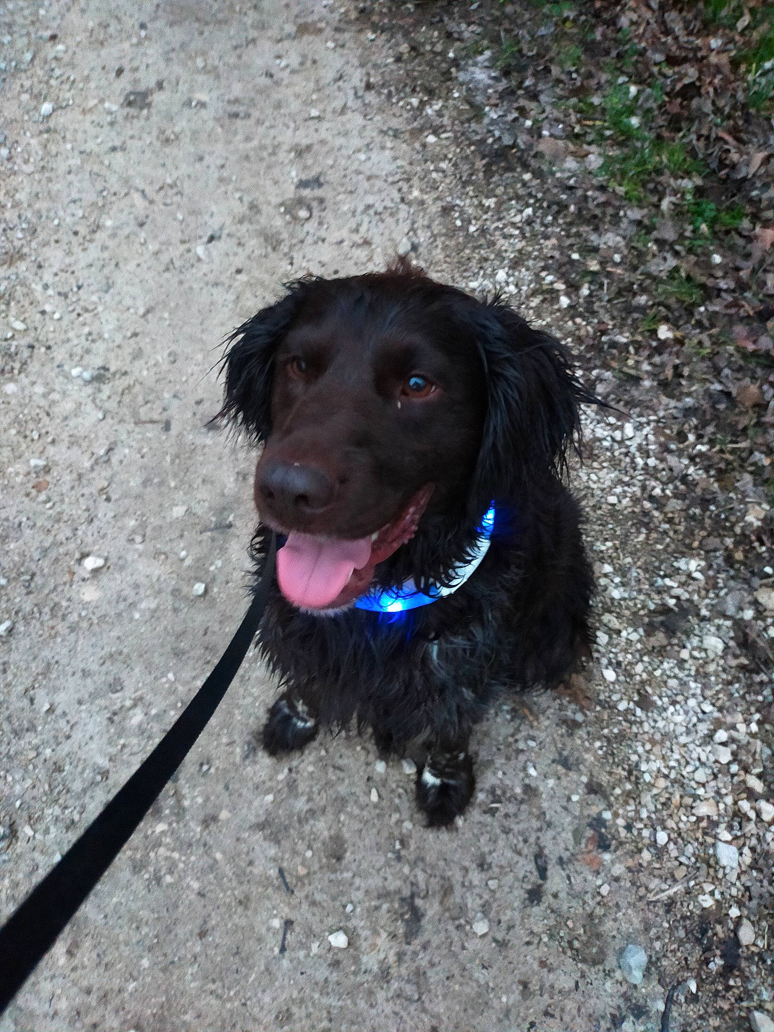 Mango participe au concours pour gagner de l'argent avec cette photo : asphalt, borador, carnivore, collar, companion_dog, dog, dog_breed, dog_collar, dog_supply, electric_blue, fur, gun_dog, leash, liver, retriever, road_surface, soil, spaniel, tar, working_animal