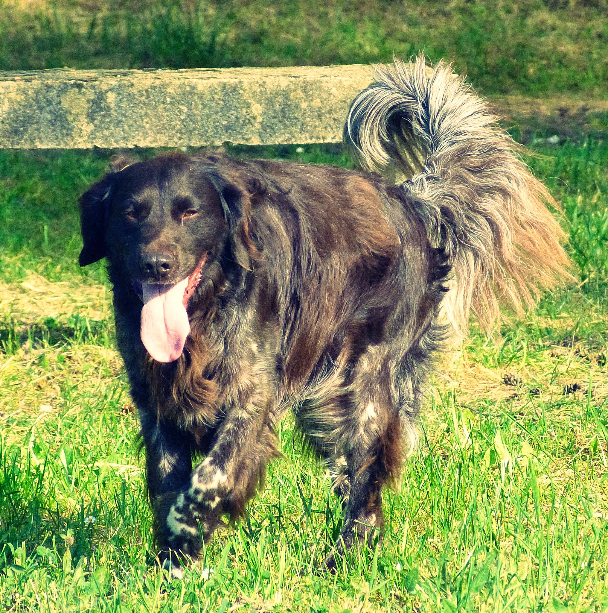 Mango a rejoint le concours — aidez-le/la à gagner de superbes lots ! canidae, carnivore, companion_dog, dog, dog_breed, fur, grass, grassland, gun_dog, hunting_dog, liver, snout, sporting_group, tail, terrestrial_animal, working_animal, working_dog