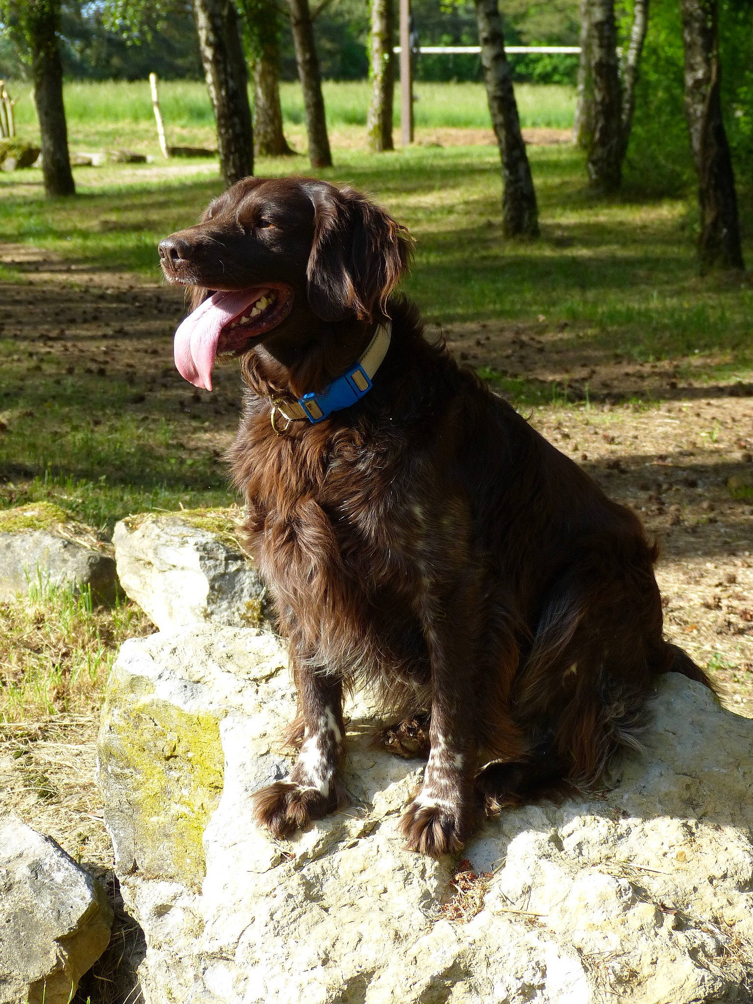 Mango participe au concours pour gagner de l'argent avec cette photo : canidae, carnivore, cocker_spaniel, companion_dog, dog, dog_breed, dog_collar, fawn, fur, gun_dog, liver, plant, pointing_breed, retriever, snout, spaniel, sporting_group, tail, tree, working_animal