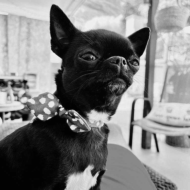 Minnie joined the competition — help win amazing prizes! animal, black_and_white, bow_tie, canine, close_up, companion, cozy, cute, decor, dog, domestic, furniture, indoor, lap, pet, polka_dot, portrait, relaxed, sitting, small_dog
