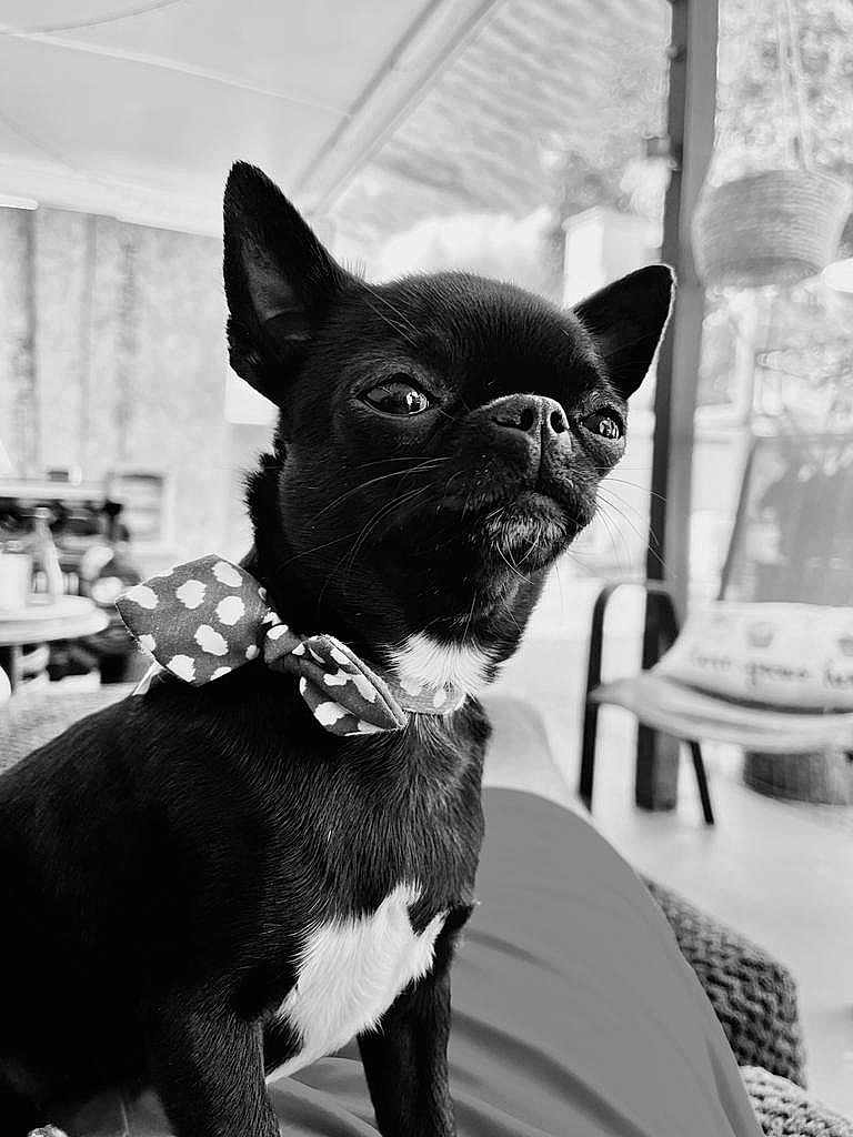 Minnie joined the competition — help win amazing prizes! dog, small_dog, bow_tie, indoor, black_and_white, pet, cute, sitting, portrait, furniture, cozy, lap, animal, close_up, polka_dot, decor, relaxed, companion, canine, domestic