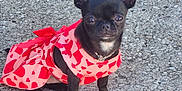 Minnie is registered to the contest to win money with this photo: dog, small_dog, chihuahua, black_dog, white_paws, heart_pattern, pink_dress, pet_clothing, outdoor, asphalt, leaf, sitting, cute, pet, animal, portrait, looking_at_camera, daylight, adorable, companion