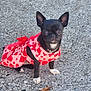 dog, small_dog, chihuahua, black_dog, white_paws, heart_pattern, pink_dress, pet_clothing, outdoor, asphalt, leaf, sitting, cute, pet, animal, portrait, looking_at_camera, daylight, adorable, companion