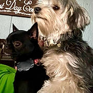 Minnie joined the competition — help win amazing prizes! dog, pet, animal, indoor, furry, collar, small_dog, fluffy, black_dog, gray_dog, cute, companion, closeup, portrait, sitting, decor, wooden_sign, furniture, domestic, friendship