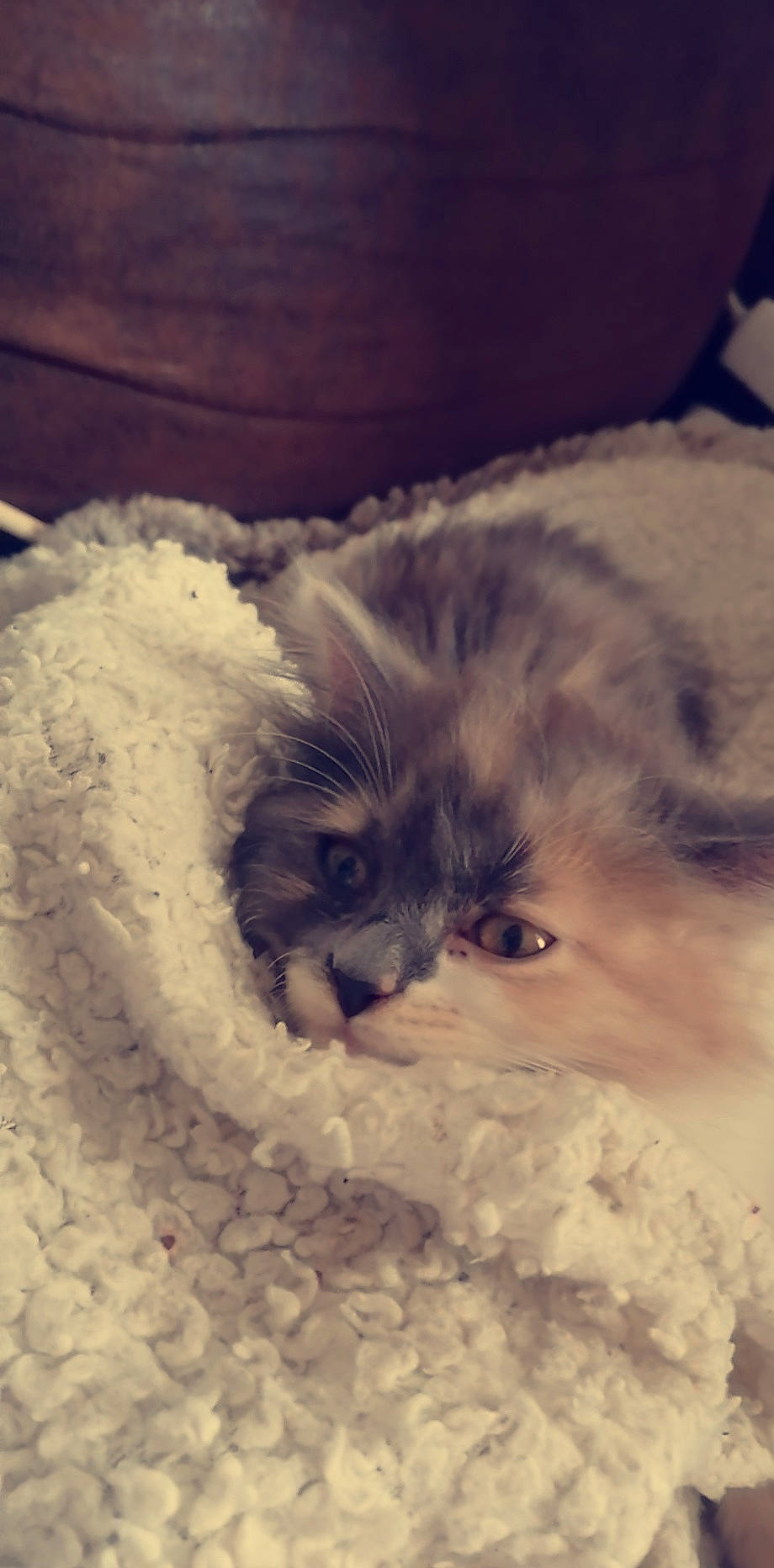 Toka a rejoint le concours — aidez-le/la à gagner de superbes lots ! british_longhair, canidae, carnivore, cat, cavapoo, cockapoo, dog_breed, eye, felidae, fur, kitten, nose, persian, puppy, ragamuffin, ragdoll, small_to_medium_sized_cats, snout, whiskers