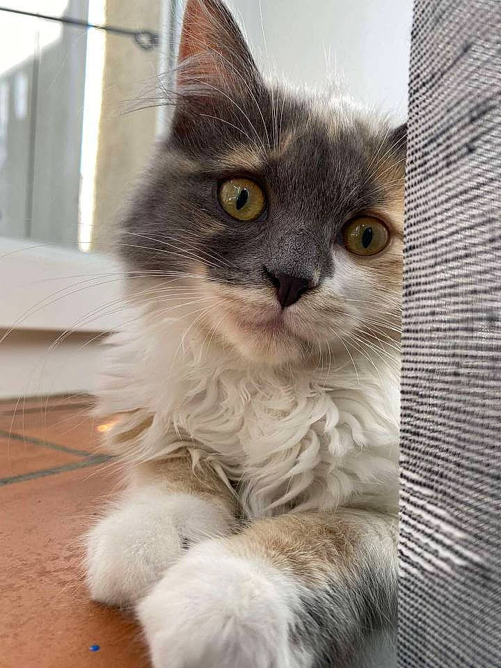 Toka participe au concours pour gagner de l'argent avec cette photo : aegean_cat, asian_semi_longhair, british_longhair, british_semi_longhair, carnivore, cat, domestic_long_haired_cat, domestic_short_haired_cat, fawn, felidae, kitten, maine_coon, mammal, norwegian_forest_cat, ragamuffin, siberian, small_to_medium_sized_cats, snout, vertebrate, whiskers