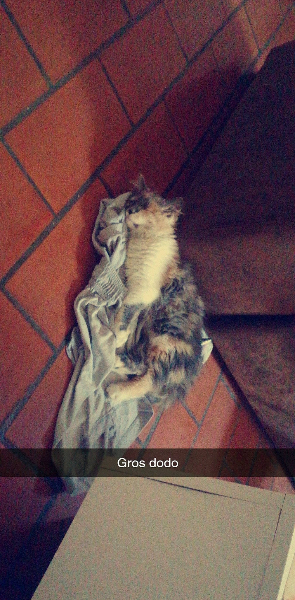 Toka a rejoint le concours — aidez-le/la à gagner de superbes lots ! carnivore, cat, felidae, fur, kitten, maine_coon, norwegian_forest_cat, small_to_medium_sized_cats, tail, whiskers