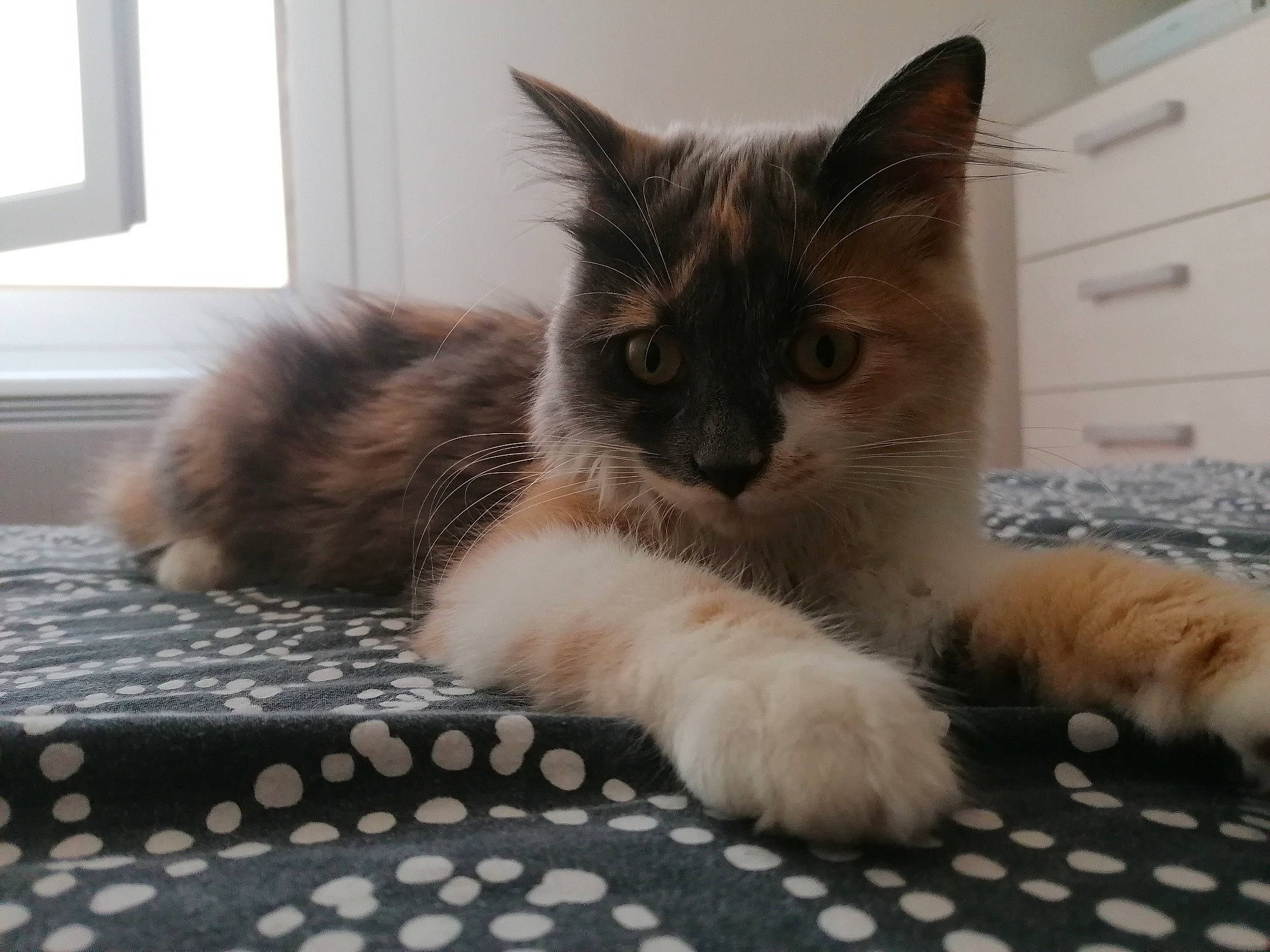 Toka participe au concours pour gagner de l'argent avec cette photo : balinese, birman, british_semi_longhair, carnivore, cat, claw, domestic_long_haired_cat, fawn, felidae, fur, kitten, mammal, ojos_azules, paw, polydactyl_cat, ragamuffin, ragdoll, small_to_medium_sized_cats, tail, whiskers