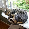 Nutmeg is registered to the contest to win money with this photo: cat, tabby_cat, sleeping, curled_up, pet, animal, fur, striped_fur, window, window_perch, sunlight, garden, greenery, indoor, cozy, fluffy_bed, relaxed, nap, home, furniture