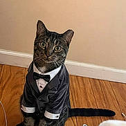 Nutmeg joined the competition — help win amazing prizes! cat, tabby_cat, tuxedo, bow_tie, formalwear, suit, collar, sitting, indoor, wooden_floor, room, wall, baseboard, tail, whiskers, green_eyes, portrait, pet, funny, fluffy