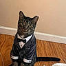 cat, tabby_cat, tuxedo, bow_tie, formalwear, suit, collar, sitting, indoor, wooden_floor, room, wall, baseboard, tail, whiskers, green_eyes, portrait, pet, funny, fluffy