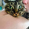 Nutmeg is registered to the contest to win money with this photo: cat, tabby_cat, pet, animal, close_up, portrait, green_eyes, whiskers, pink_nose, striped_fur, feline, sitting, human, arm, face, indoors, home, selfie, adorable, wide_eyed