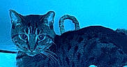Nutmeg is registered to the contest to win money with this photo: cat, tabby_cat, pet, animal, feline, whiskers, ears, eyes, striped_fur, curled_tail, lying_down, bed, blanket, bedroom, indoors, blue_tint, portrait, closeup, relaxed, alert