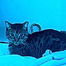 cat, tabby_cat, pet, animal, feline, whiskers, ears, eyes, striped_fur, curled_tail, lying_down, bed, blanket, bedroom, indoors, blue_tint, portrait, closeup, relaxed, alert