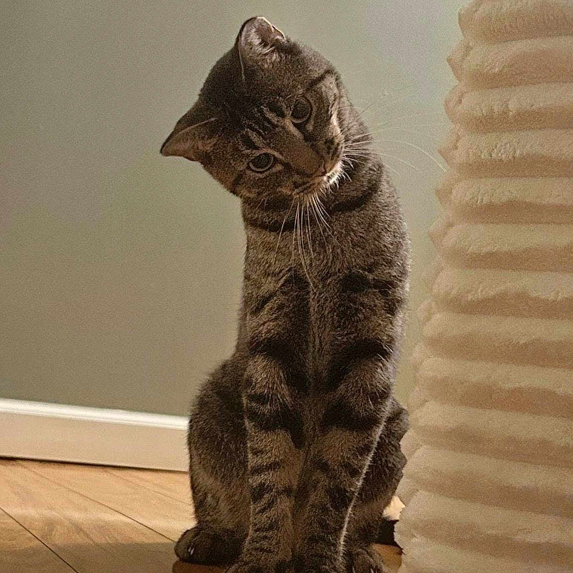 Nutmeg