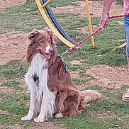 Pascal Cillierre participe au concours pour gagner de l'argent avec cette photo : animal, brown, canine, casual_clothing, daylight, dog, field, fur, grass, happy, human_hand, leash, nature, outdoor, person, pet, playground, sitting, tongue_out, white