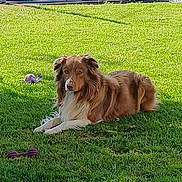 Texas participe au concours pour gagner de l'argent avec cette photo : animal, brown_dog, canine, companion, daylight, dog, domestic_animal, fur, garden, grass, greenery, lawn, lying_down, nature, outdoor, pet, playful, relaxed, sunlight, toy