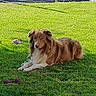 animal, brown_dog, canine, companion, daylight, dog, domestic_animal, fur, garden, grass, greenery, lawn, lying_down, nature, outdoor, pet, playful, relaxed, sunlight, toy