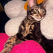 Sherkan participe au concours pour gagner de l'argent avec cette photo : animal, cat, closeup, comfort, cozy, cushion, cute, ears, feline, fluffy, fur, indoor, paw, pet, relaxed, resting, striped, tabby_cat, texture, whiskers