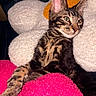 animal, cat, closeup, comfort, cozy, cushion, cute, ears, feline, fluffy, fur, indoor, paw, pet, relaxed, resting, striped, tabby_cat, texture, whiskers
