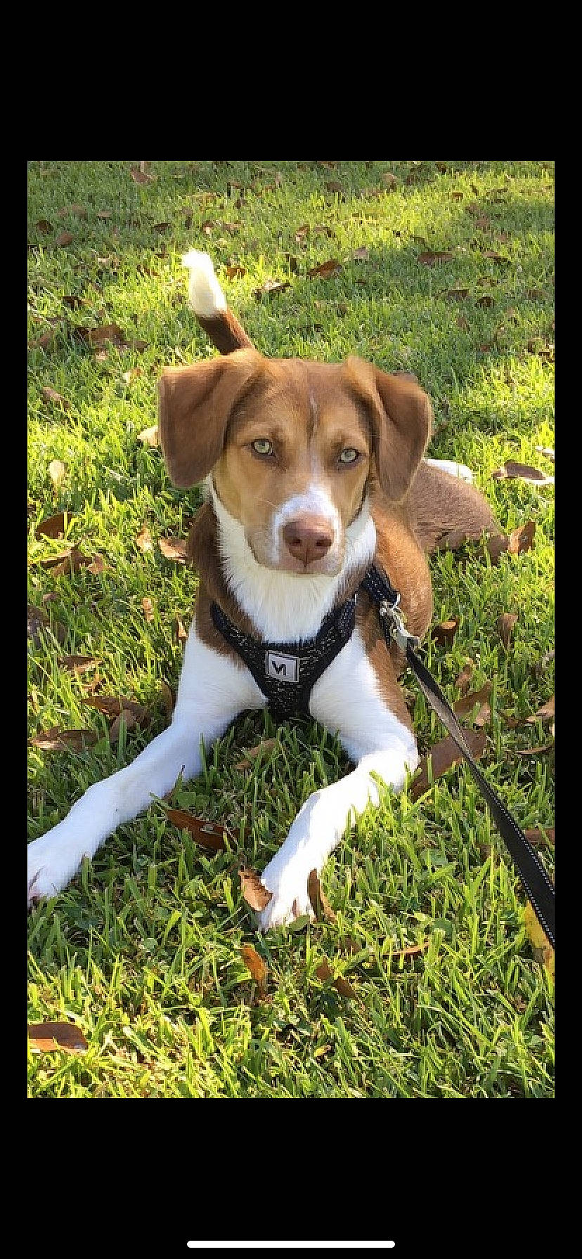 Athena is registered to the contest to win money with this photo: beagle, brazilian_terrier, canidae, carnivore, companion_dog, dog, dog_breed, harrier, hunting_dog, mammal, plummer_terrier, puppy, rare_breed_dog, sporting_group, vertebrate