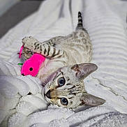 Aïko participe au concours pour gagner de l'argent avec cette photo : kitten, cat, toy, pink, mouse, blue_eyes, white_blanket, soft_texture, playful, cute, animal, pet, feline, striped, lying_down, cozy, indoor, young, close_up, resting