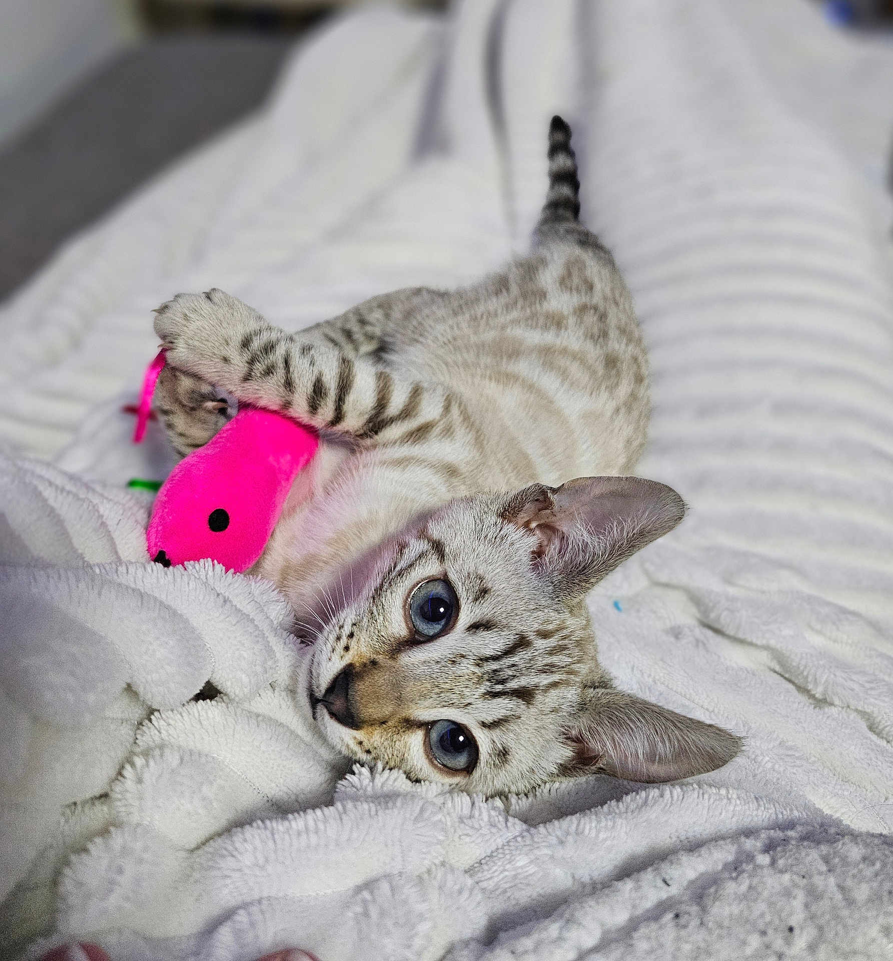 Aïko participe au concours pour gagner de l'argent avec cette photo : kitten, cat, toy, pink, mouse, blue_eyes, white_blanket, soft_texture, playful, cute, animal, pet, feline, striped, lying_down, cozy, indoor, young, close_up, resting