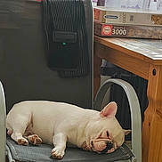 Casper participe au concours pour gagner de l'argent avec cette photo : animal, black_chair, chair, cozy, dog, ears, french_bulldog, fur, furniture, home, indoor, lazy, nose, paw, pet, puzzle, relaxed, resting, sleeping, wooden_table