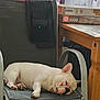 animal, black_chair, chair, cozy, dog, ears, french_bulldog, fur, furniture, home, indoor, lazy, nose, paw, pet, puzzle, relaxed, resting, sleeping, wooden_table